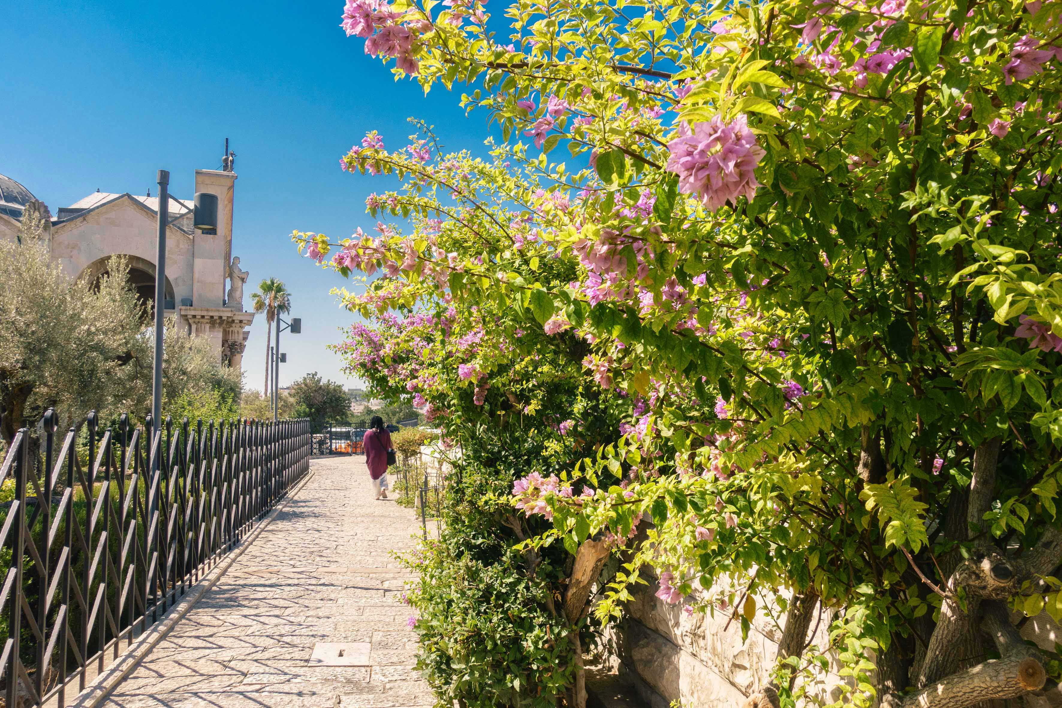 The Garden of Gethsemane